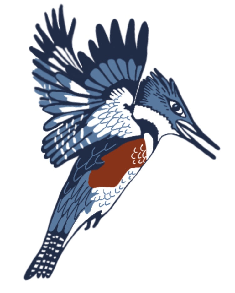 BELTED KINGFISHER vinyl sticker