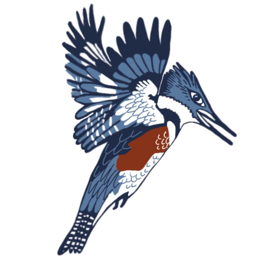 BELTED KINGFISHER vinyl sticker